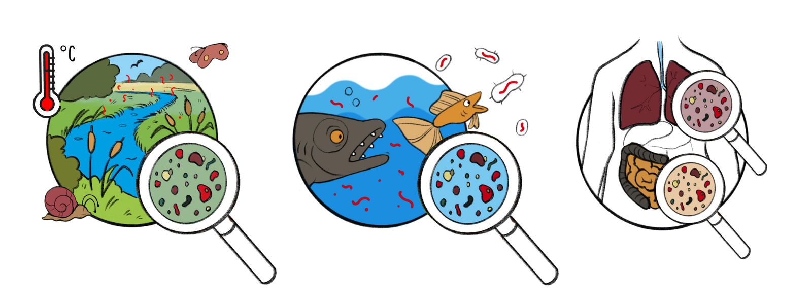 Drei kleine runde Abbildungen von dem Kreislauf von Mikroplastik von der Natur bis zum Körper der Menschen.